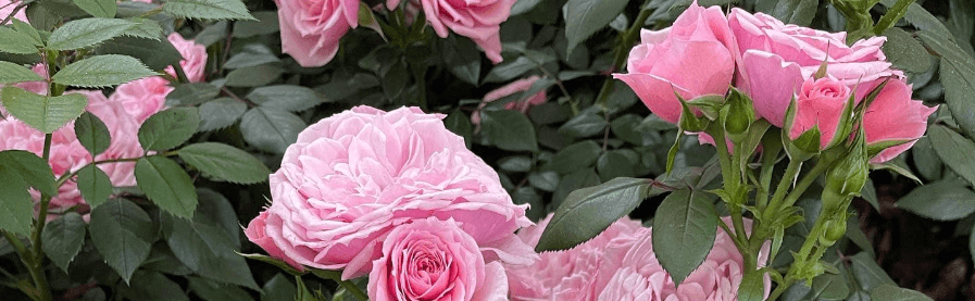 Harkness Roses savings guide